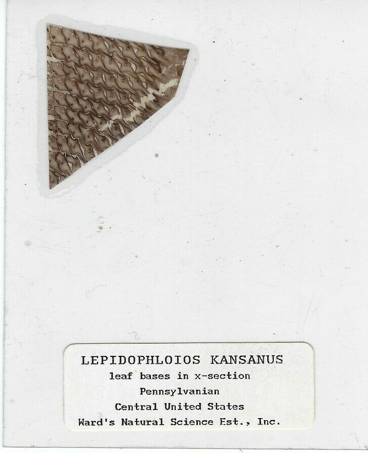 Coal Ball Peel Of Lepidophloios Kansanus Microscope Slide